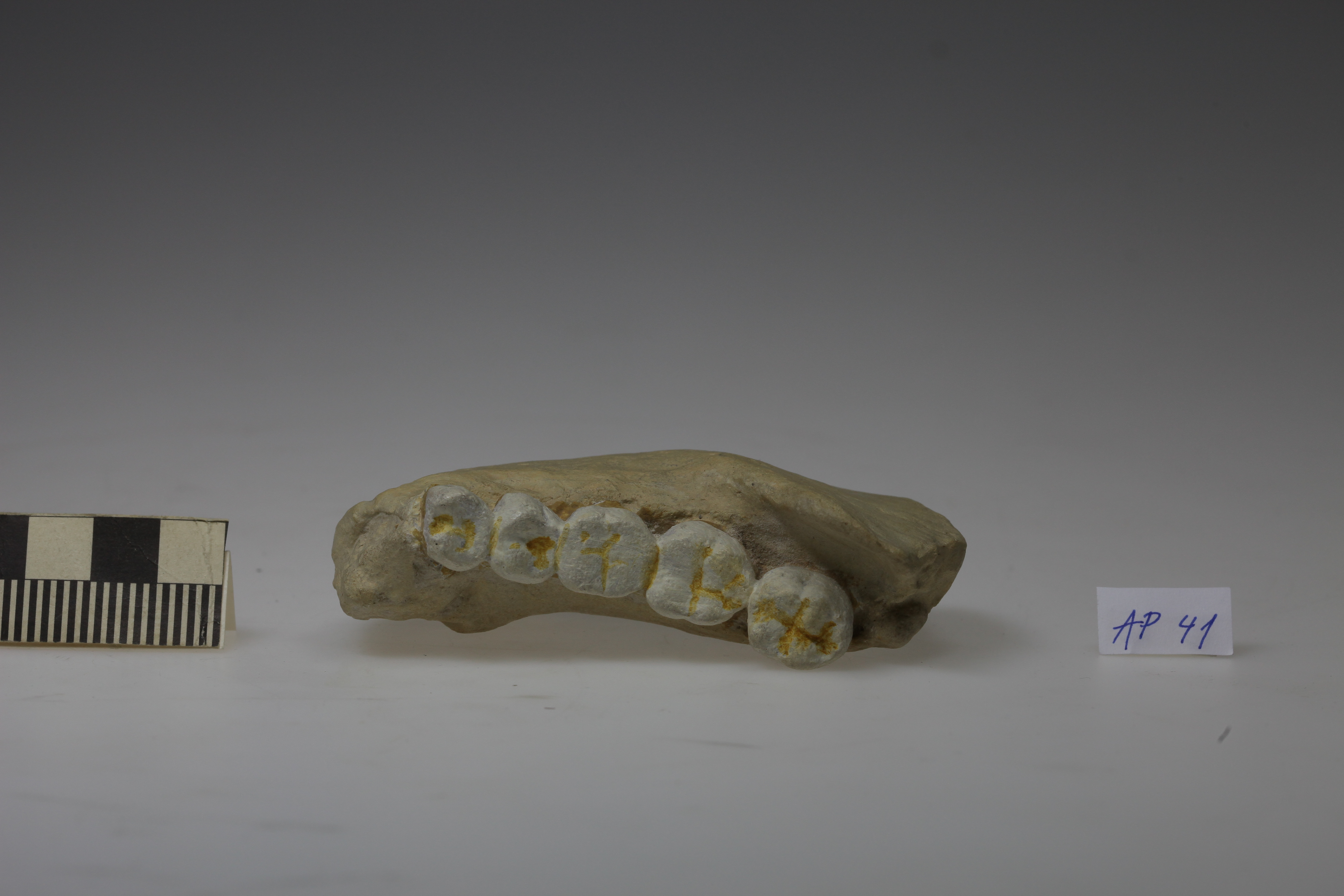 Náhledový obrázek Homo erectus, Sinantropus - 1