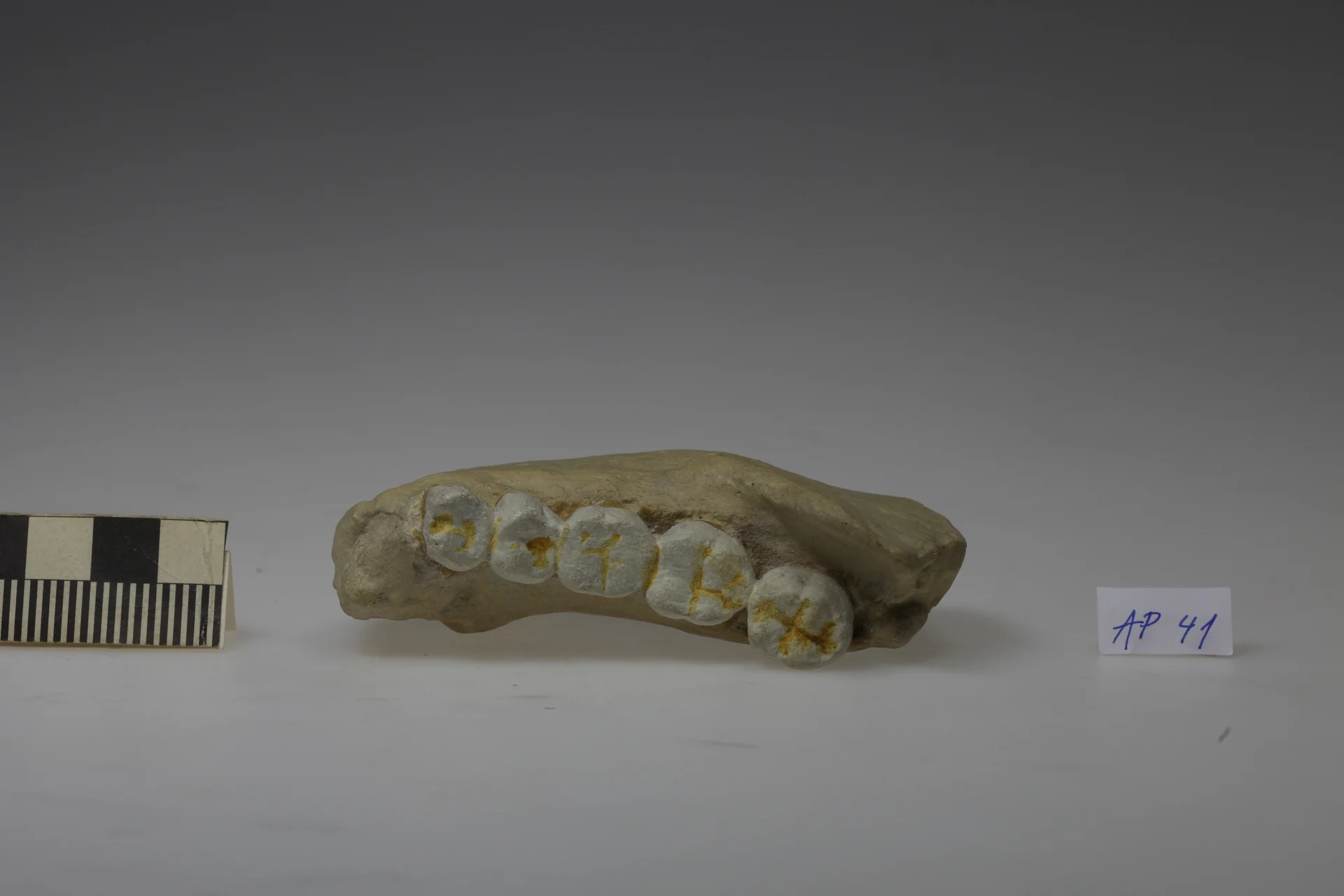 Náhledový obrázek předmětu Homo erectus, Sinantropus