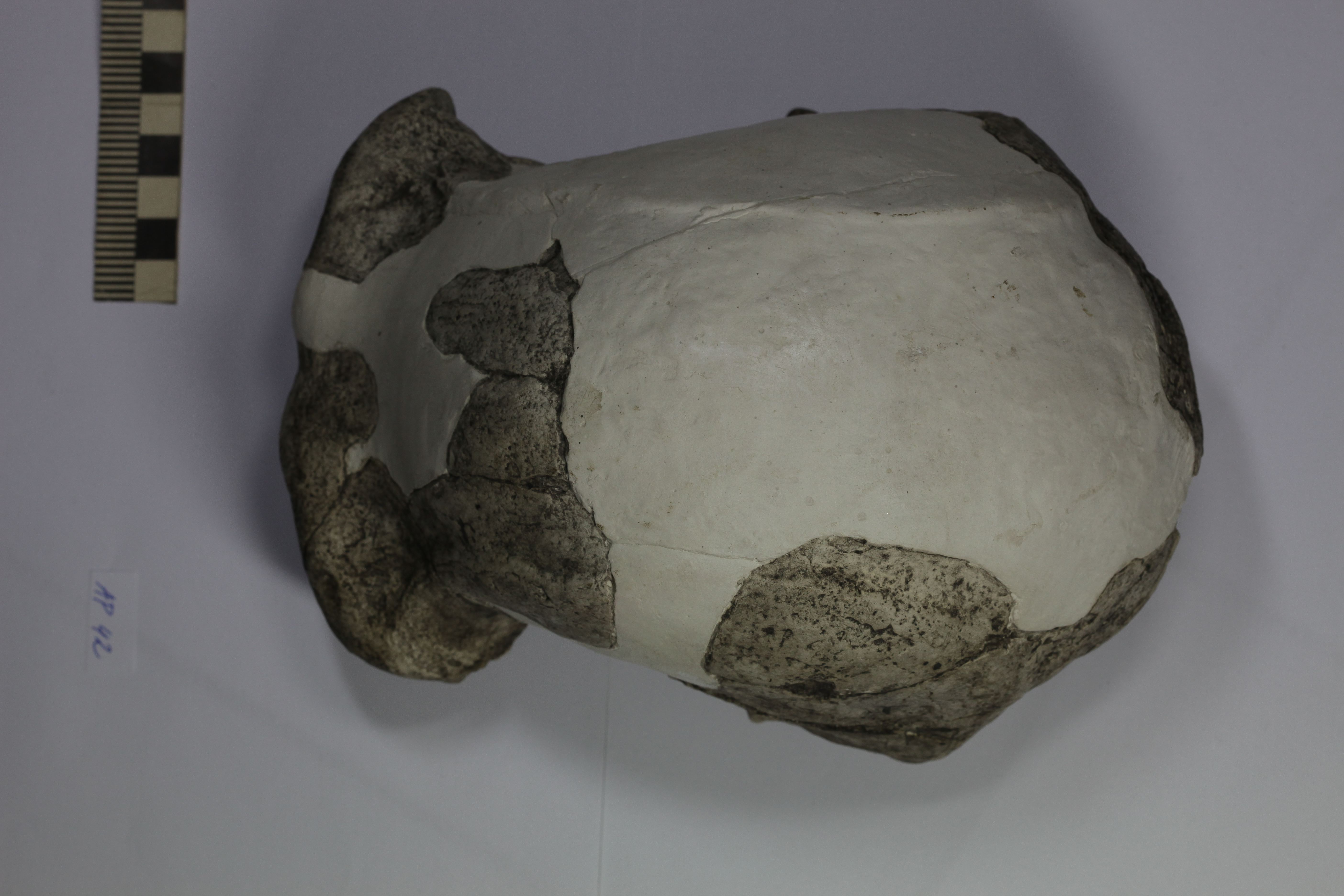 Náhledový obrázek Olduvai Hominid 9 - 1