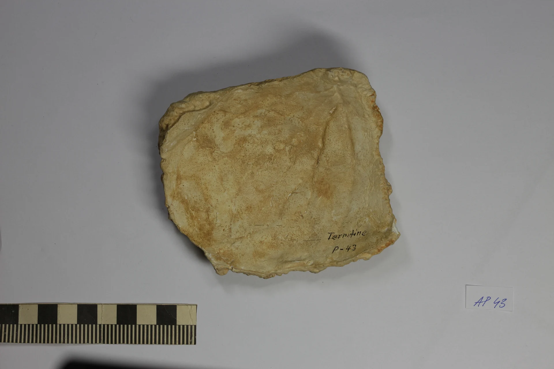 Náhledový obrázek předmětu Homo erectus mauritanicus, Atlanthropus mauritanicus