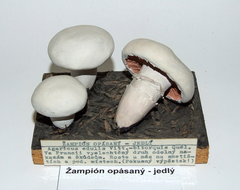 Náhledový obrázek žampión opásaný - 1