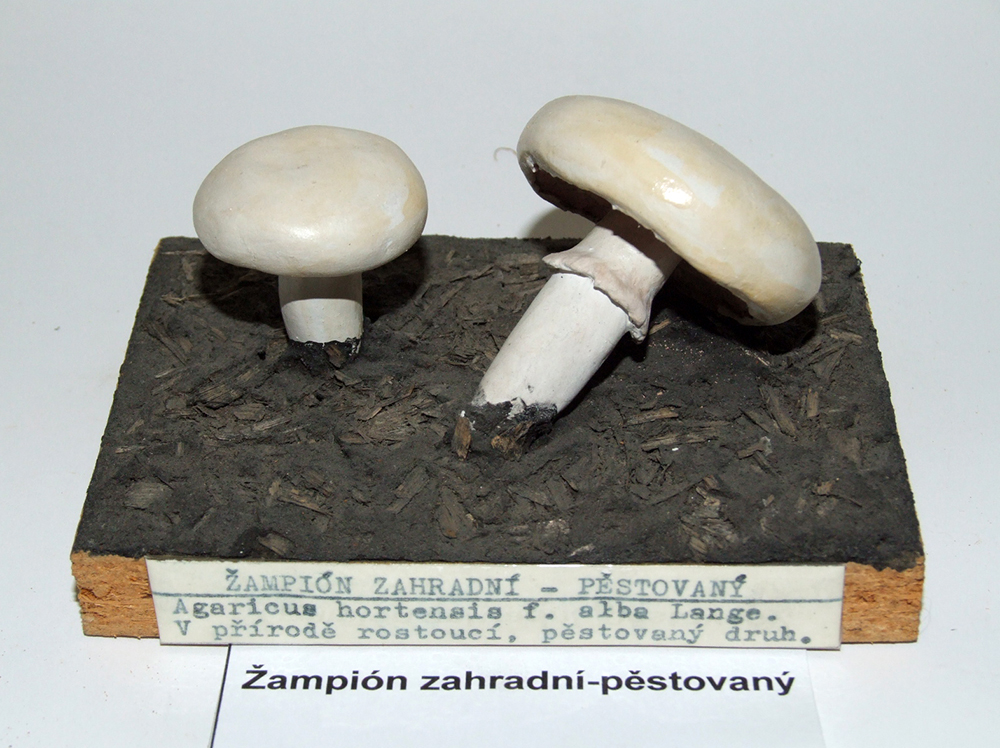 Náhledový obrázek Žampión zahradní - 1
