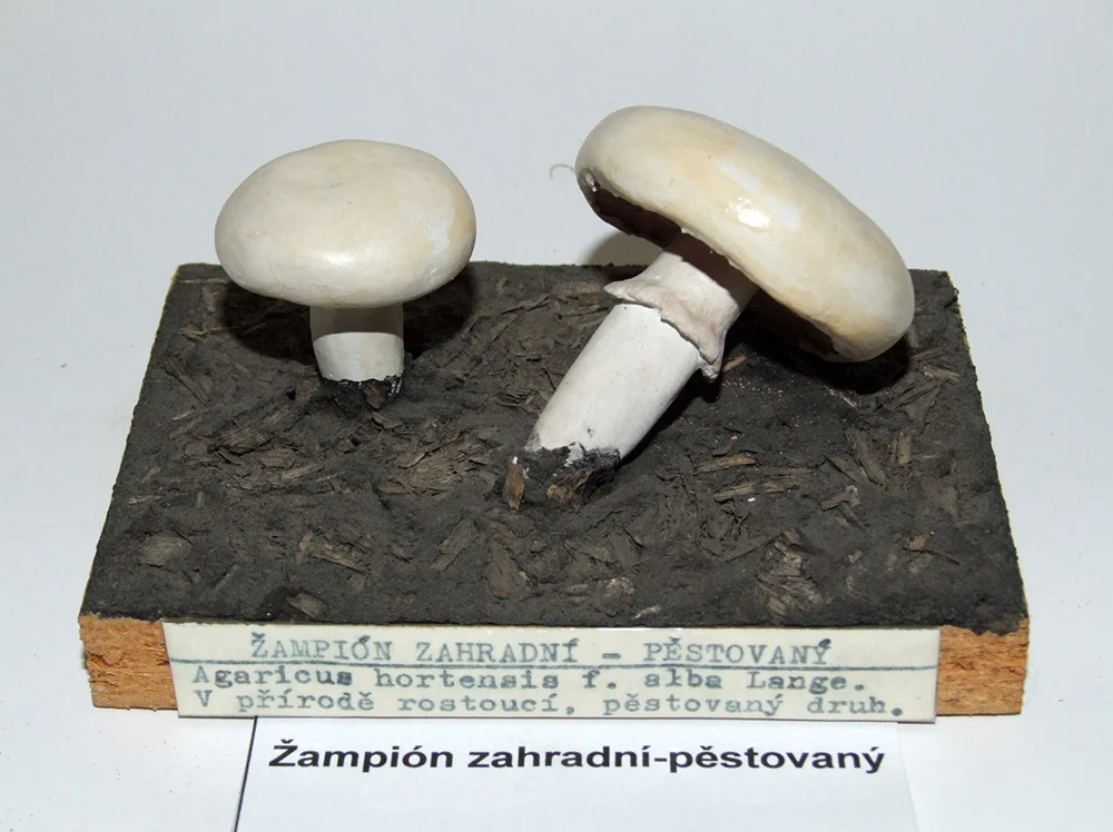 Náhledový obrázek předmětu Žampión zahradní