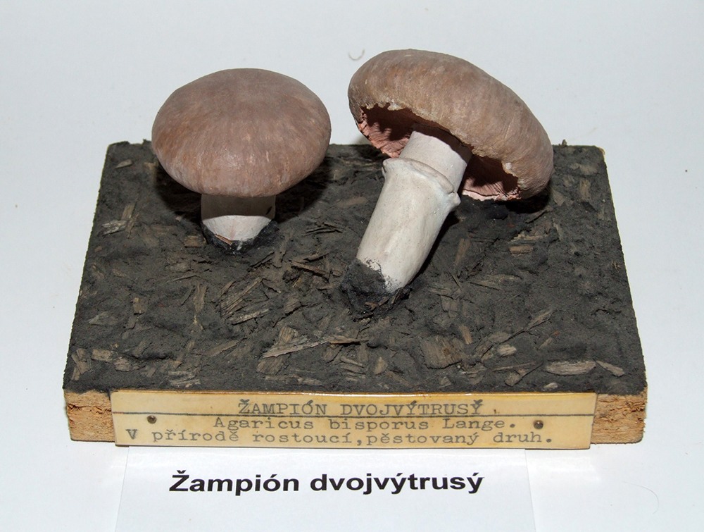 Náhledový obrázek Žampión dvojvýtrusný - 1