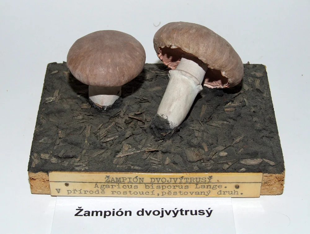 Náhledový obrázek předmětu Žampión dvojvýtrusný