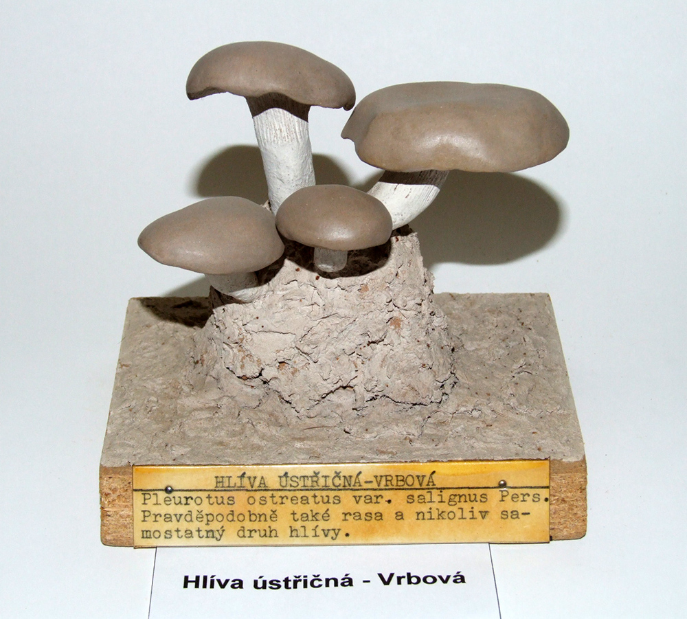 Náhledový obrázek Hlíva ústřicná vrbová - 1