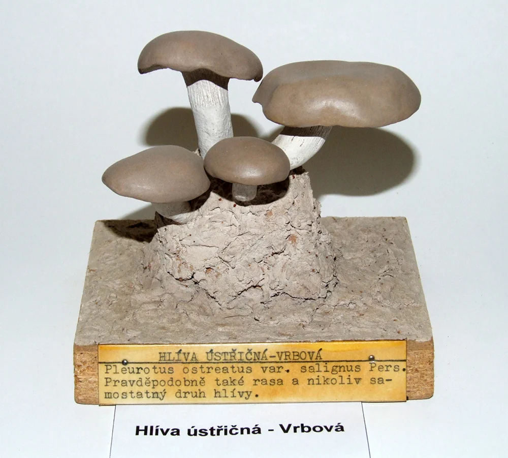 Náhledový obrázek předmětu Hlíva ústřicná vrbová