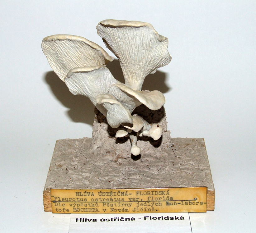 Náhledový obrázek Hlíva ústřičná floridská - 1