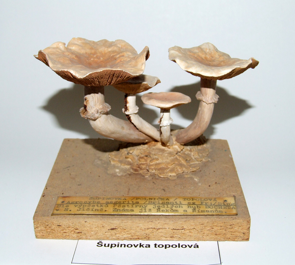 Náhledový obrázek Šupinovka (polnička) topolová - 1