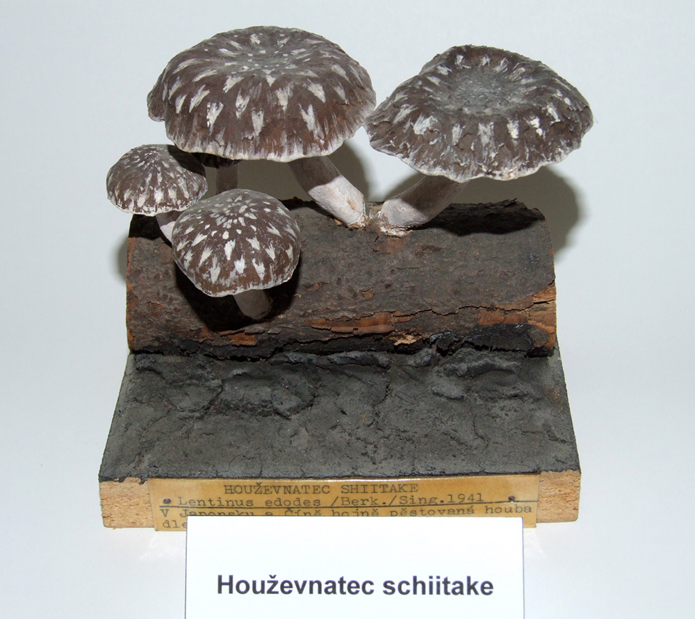Náhledový obrázek Houževnatec shitake - 1