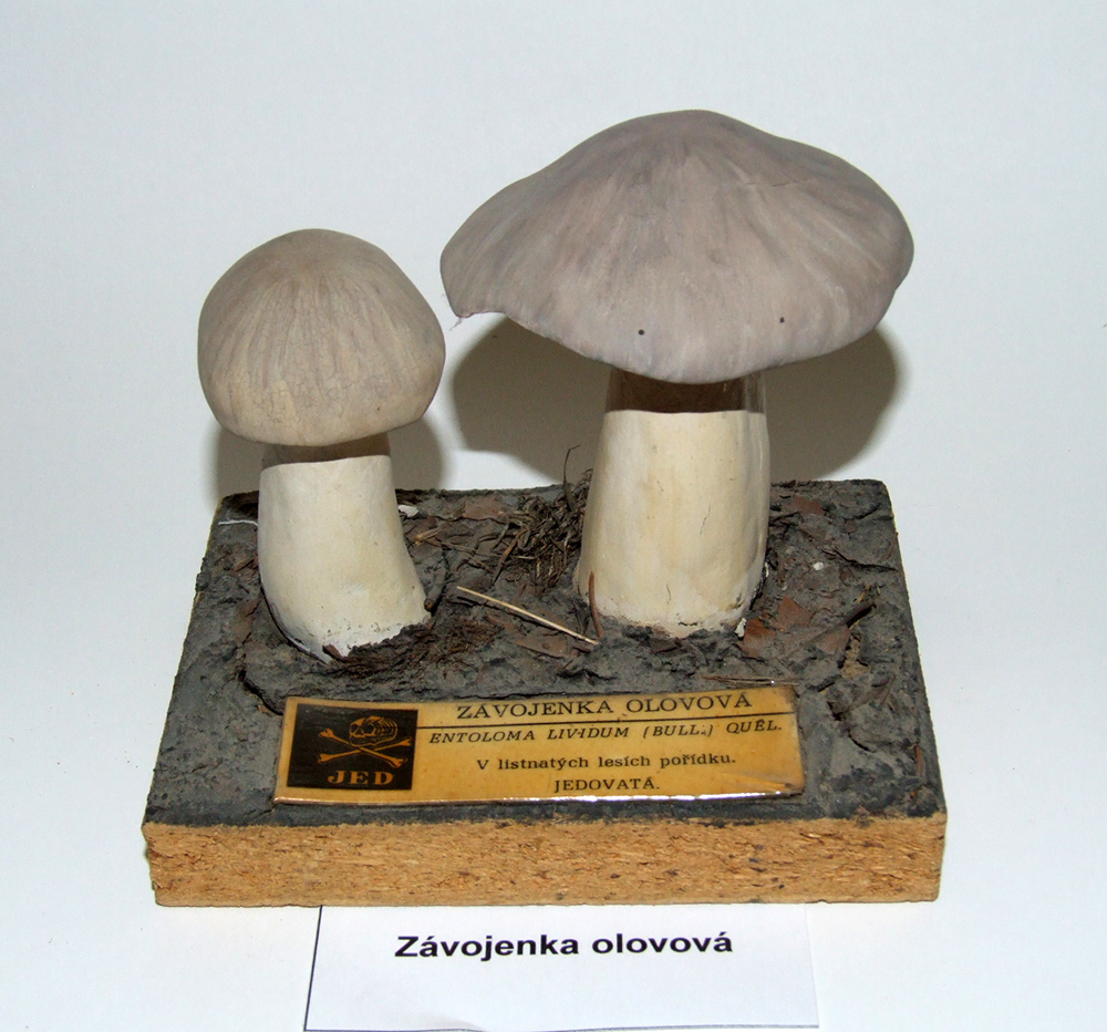 Náhledový obrázek Závojenka olovová - 1