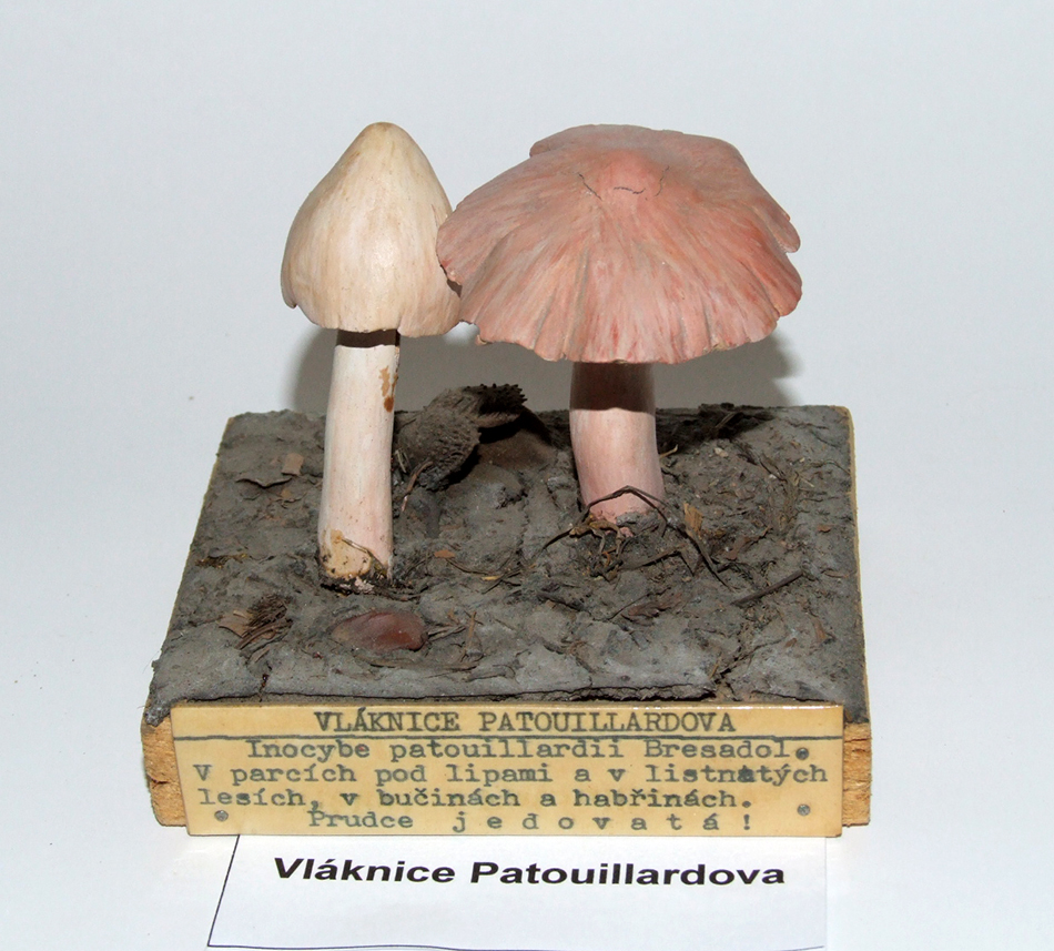 Náhledový obrázek Vláknice Patouillardova - 1