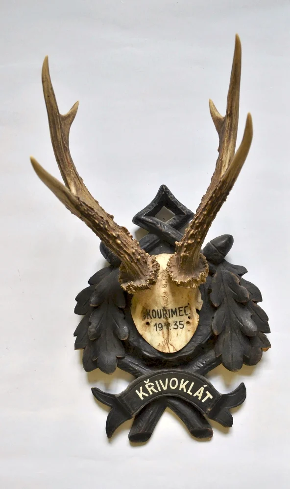 Náhledový obrázek předmětu Srnčí paroží trofej