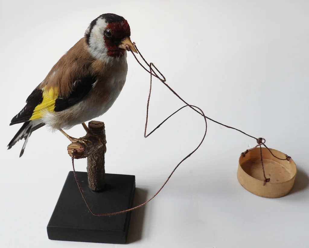 Náhledový obrázek předmětu Stehlík obecný - Carduelis carduelis