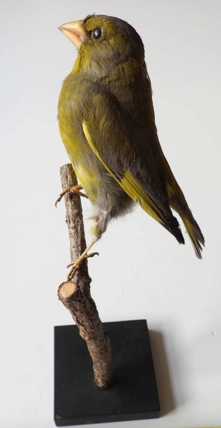 Náhledový obrázek předmětu Zvonek zelený - Chloris chloris