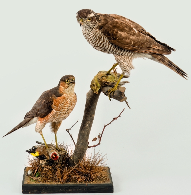 Náhledový obrázek Krahujec obecný Accipiter nisus - 1