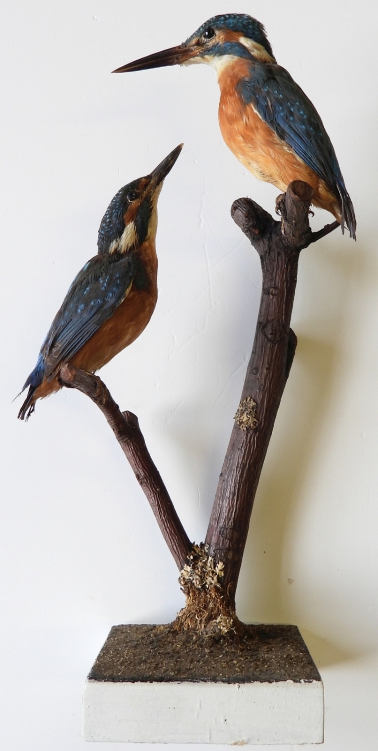 Náhledový obrázek Ledňáček říční - Alcedo atthis - 1