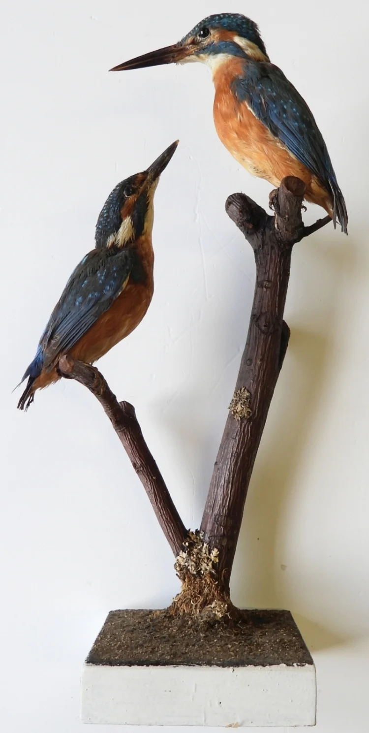 Náhledový obrázek předmětu Ledňáček říční - Alcedo atthis