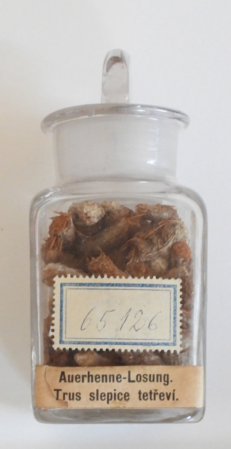 Náhledový obrázek Tetřev hlušec - Tetrao urogallus - 1
