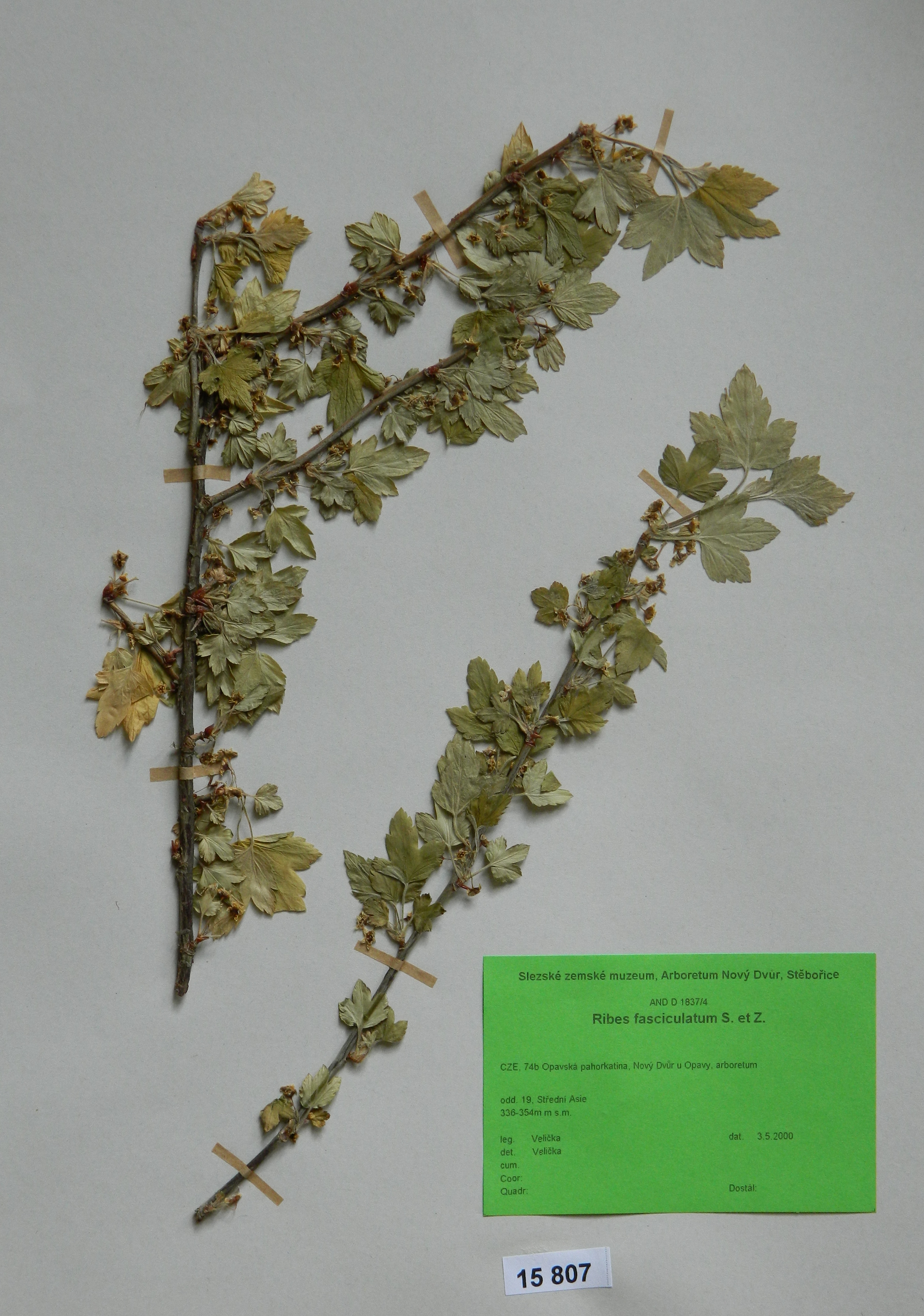 Náhledový obrázek Ribes fasciculatum S. et Z. - 1