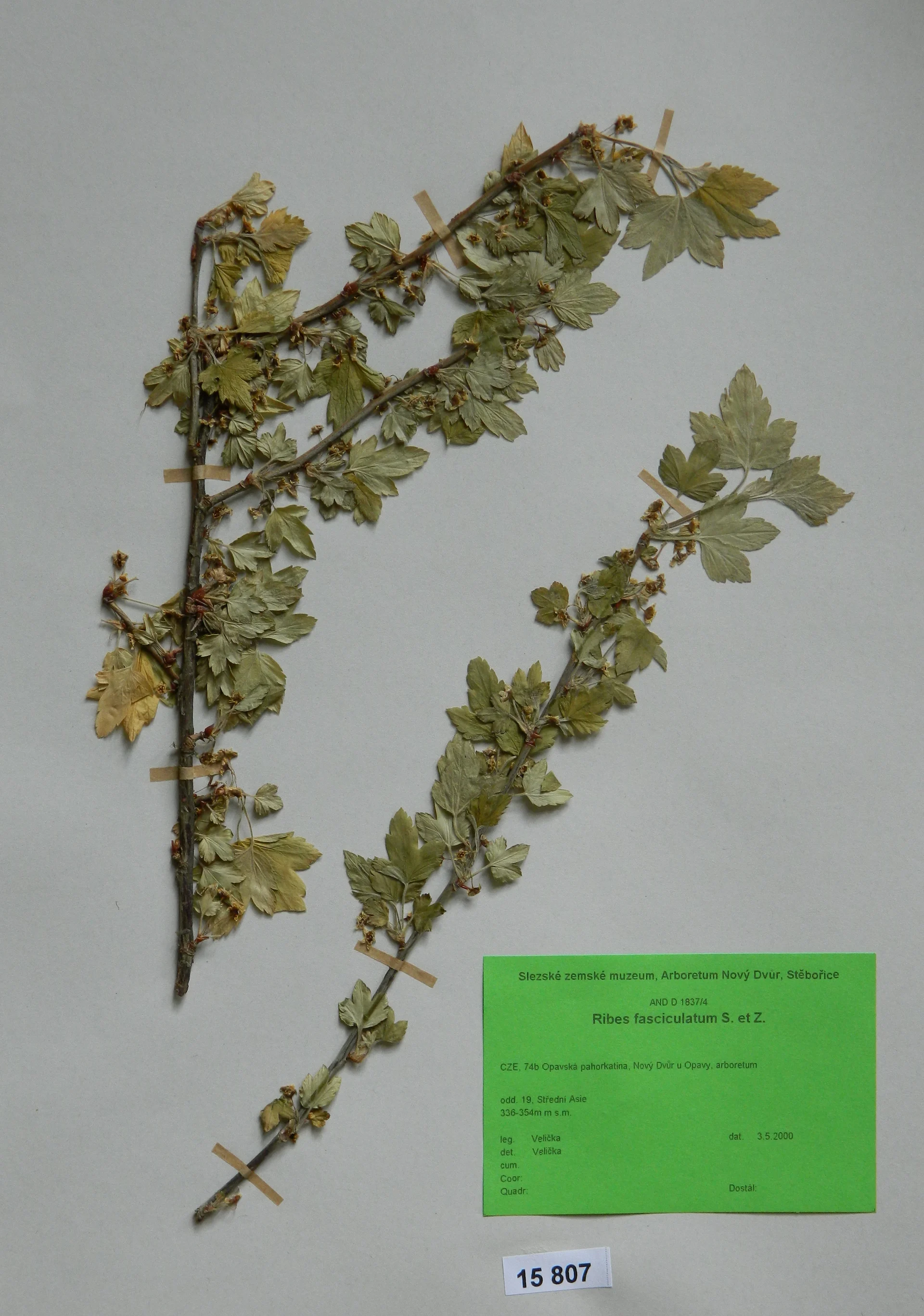 Náhledový obrázek předmětu Ribes fasciculatum S. et Z.
