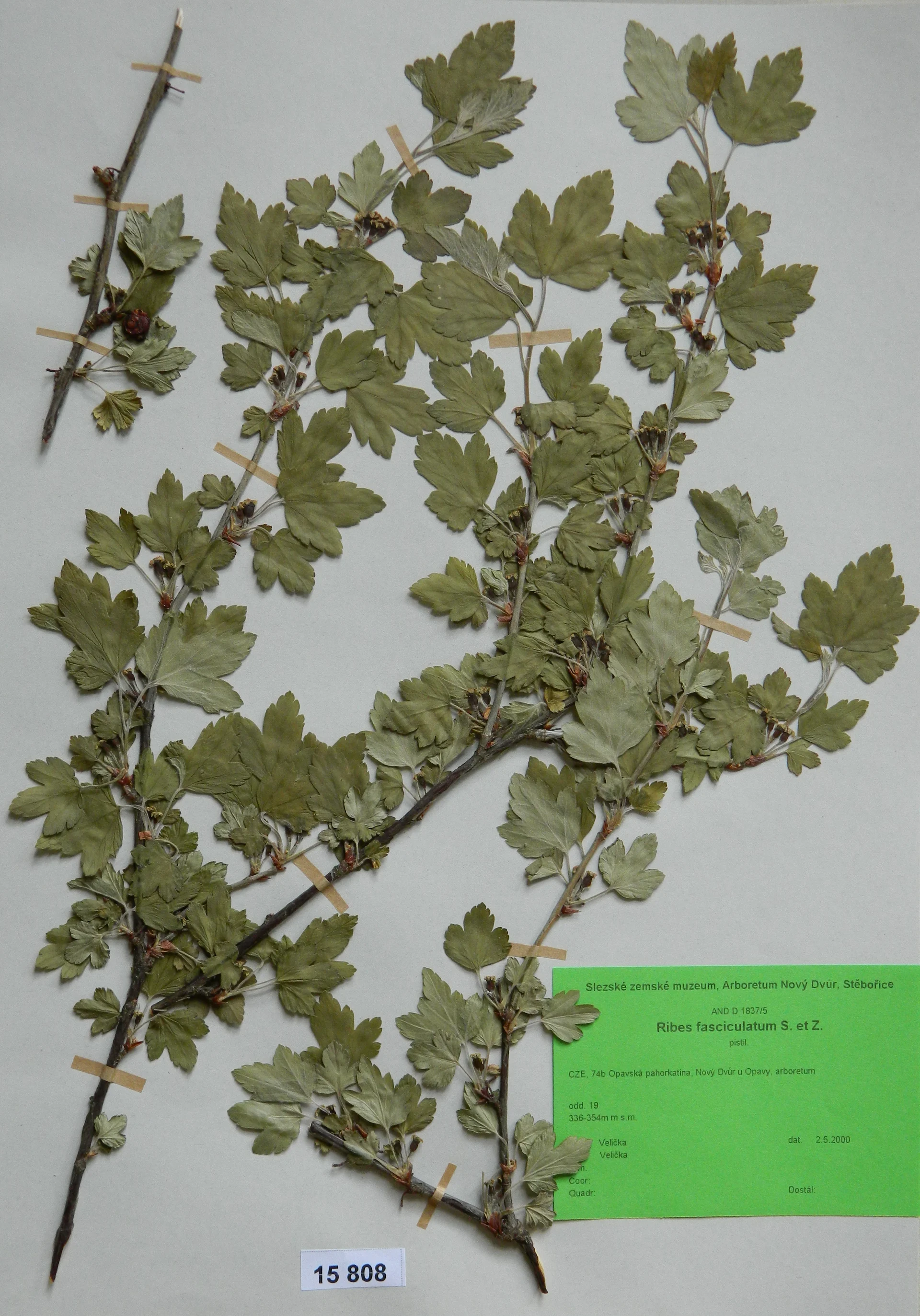 Náhledový obrázek předmětu Ribes fasciculatum S. et Z.