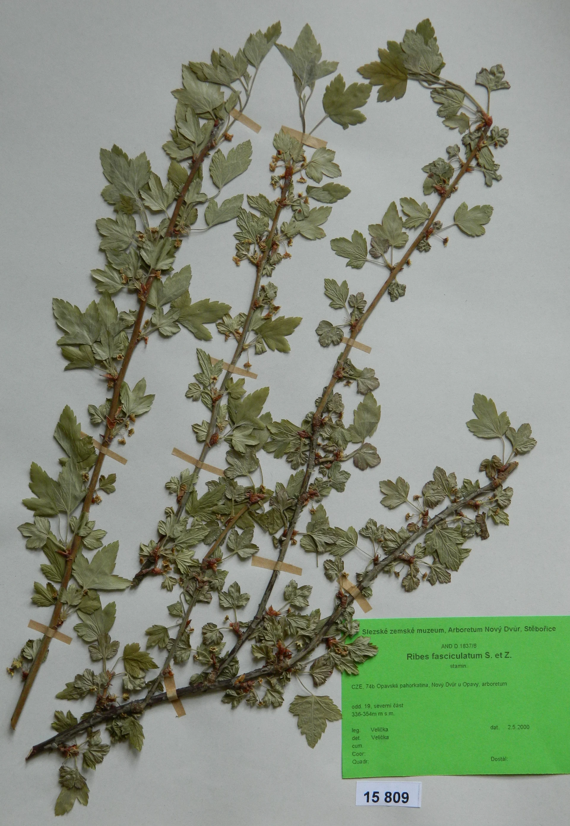 Náhledový obrázek předmětu Ribes fasciculatum S. et Z.