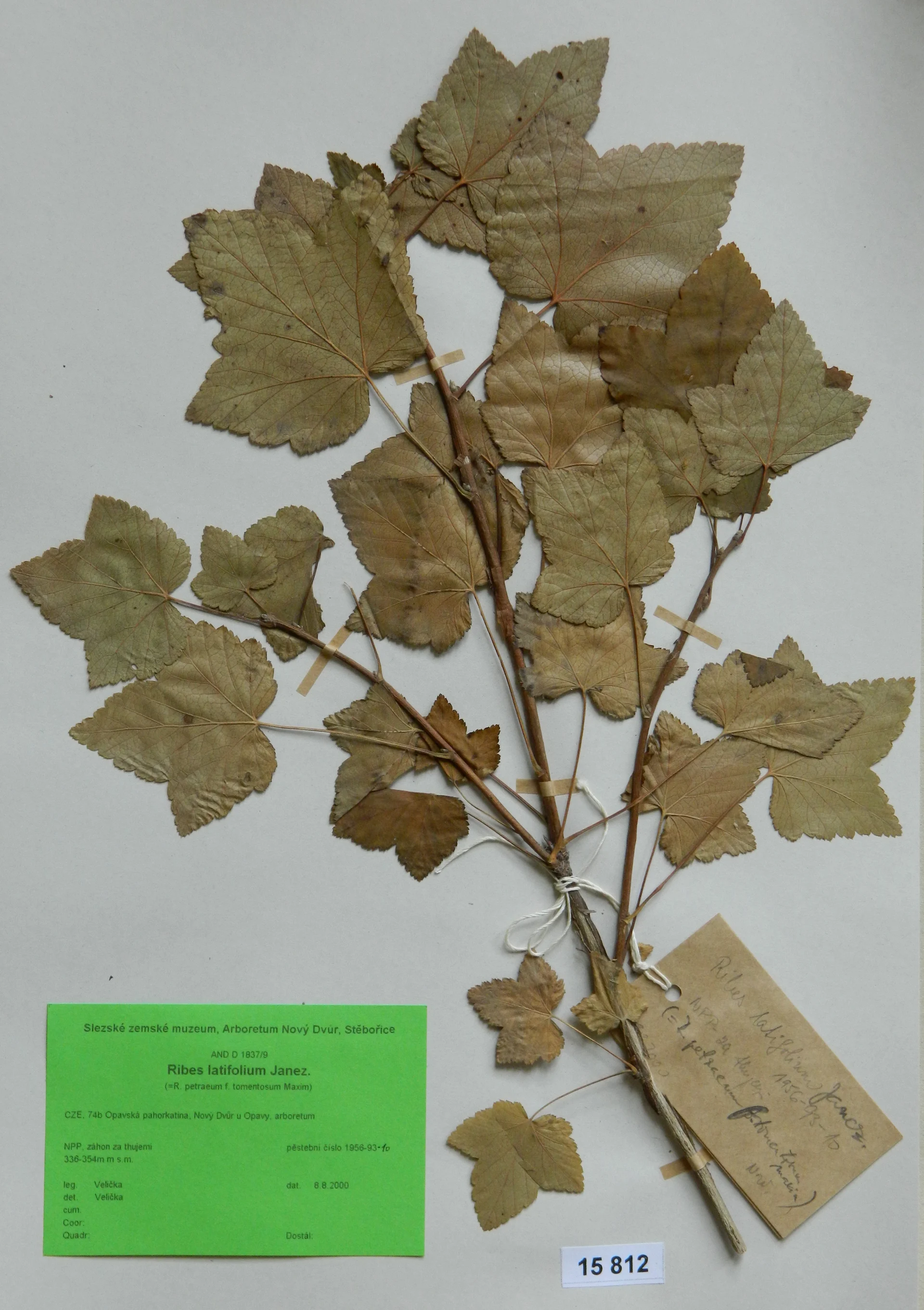Náhledový obrázek předmětu Ribes latifolium Janez.