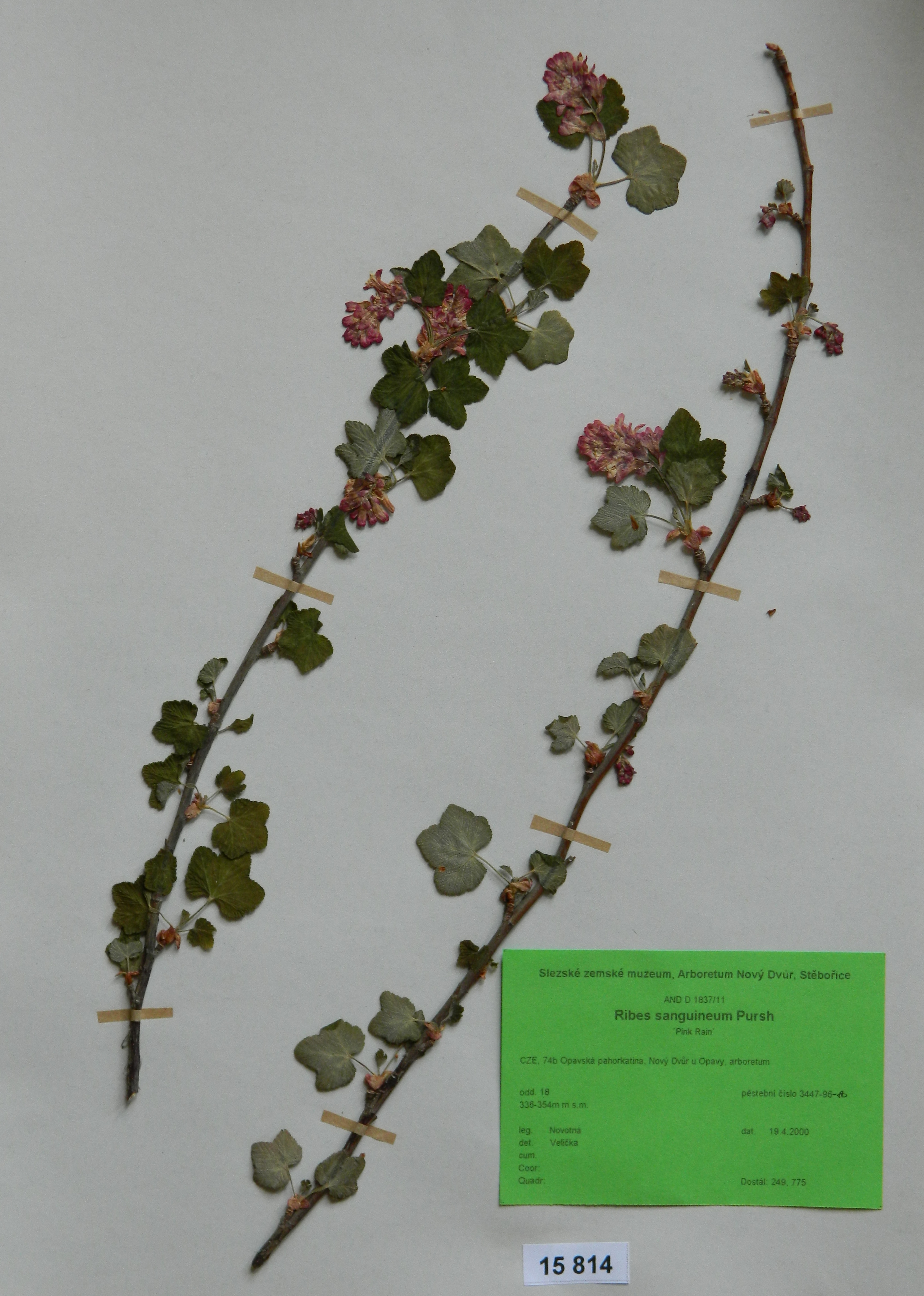 Náhledový obrázek Ribes sanguineum Pursh. ´King Edward VII.´ - 1