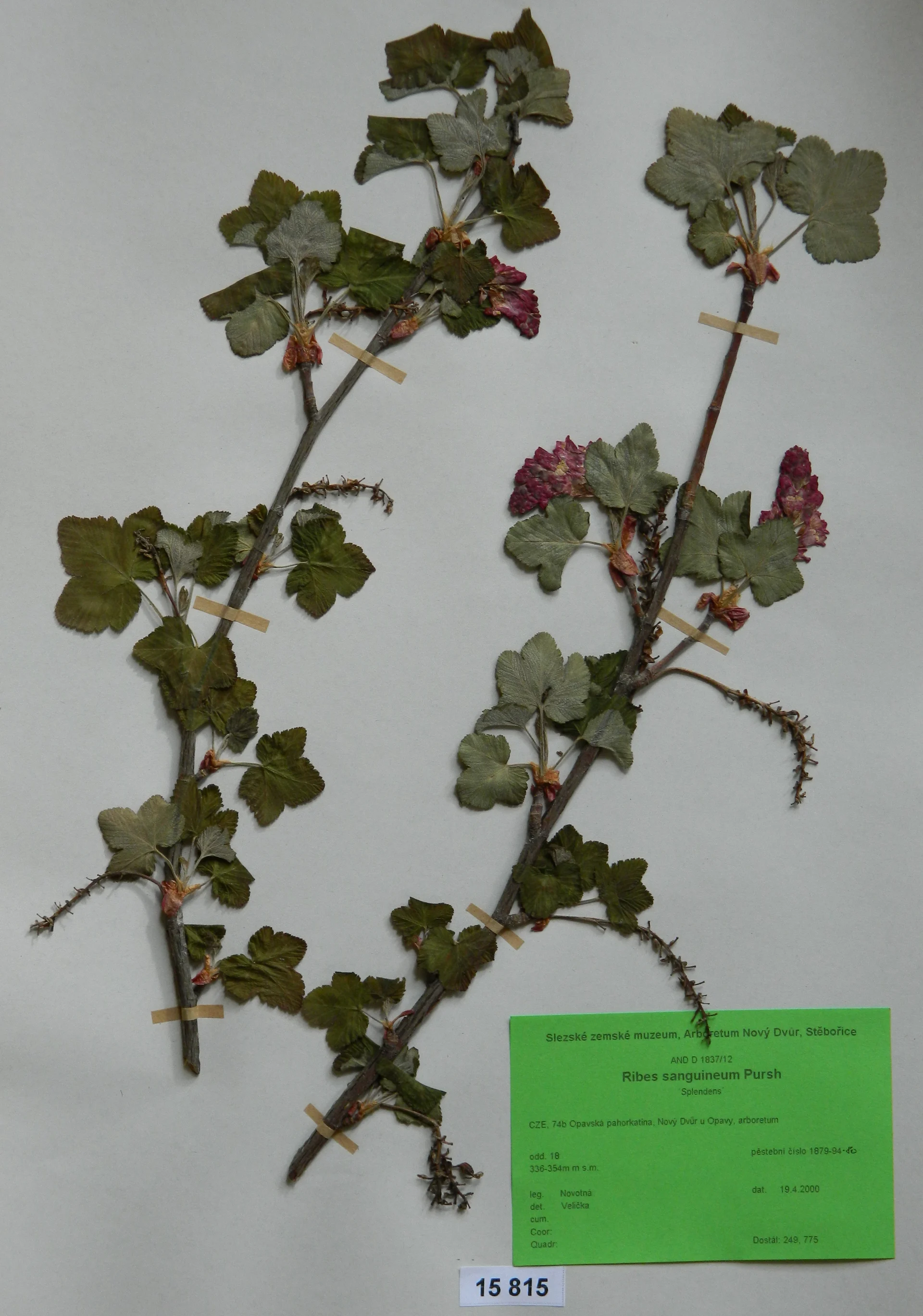 Náhledový obrázek předmětu Ribes sanguineum Pursh. ´King Edward VII.´