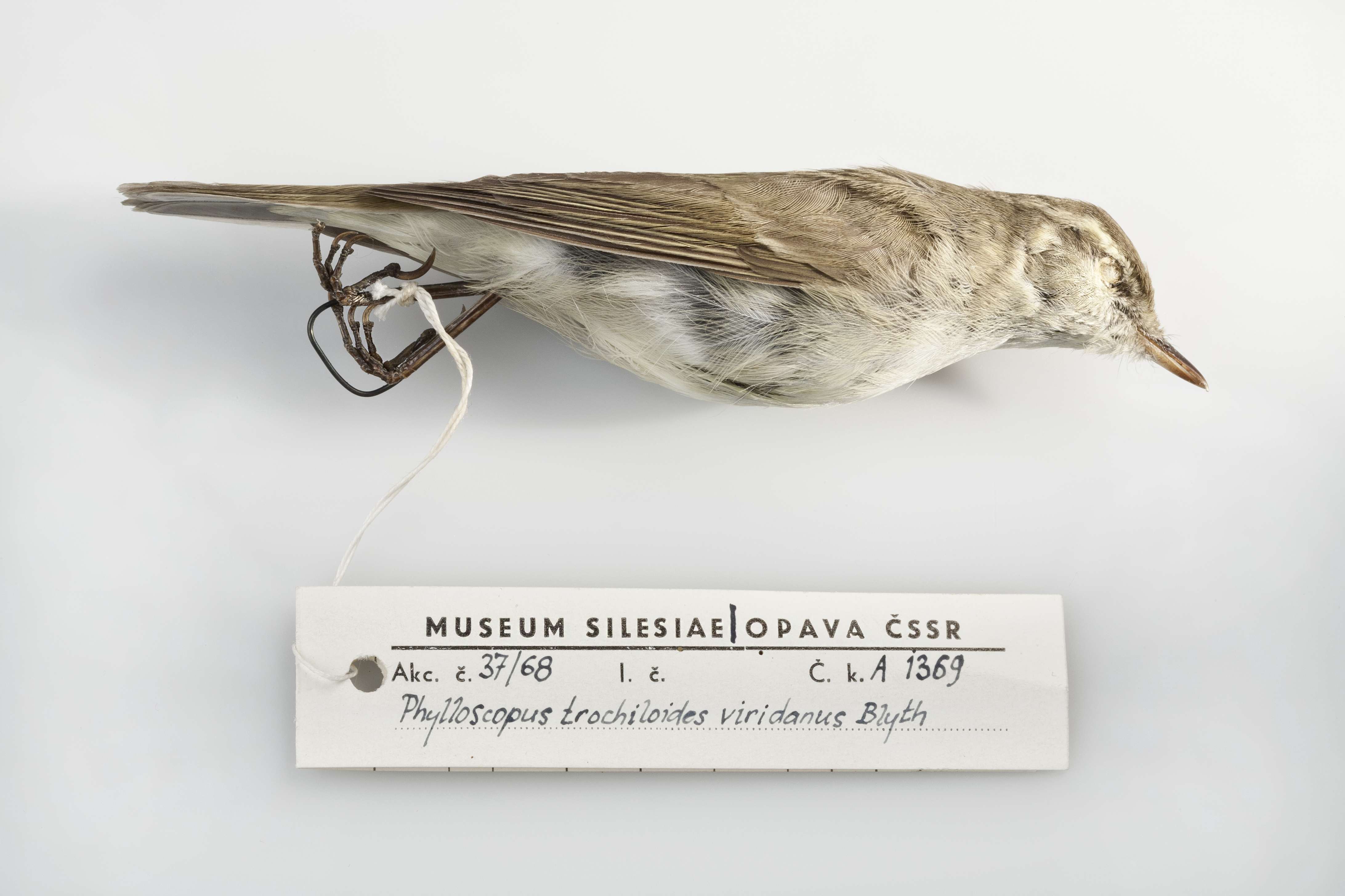 Náhledový obrázek Kožka budníčka zeleného (Phylloscopus trochiloides viridanus Blyth, 1843), třída Aves - ptáci,  řád Passeriformes - pěvci,  čeleď Sylvidae - pěnicovití, samec - 1