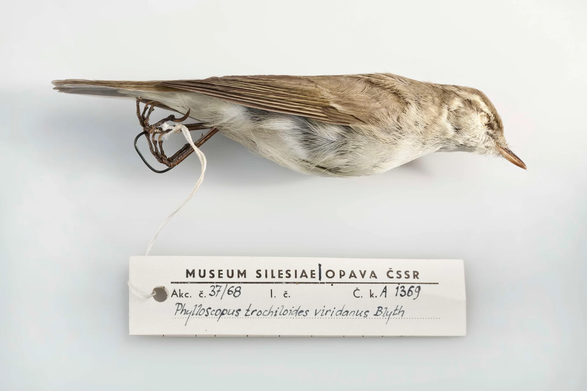 Náhledový obrázek předmětu Kožka budníčka zeleného (Phylloscopus trochiloides viridanus Blyth, 1843), třída Aves - ptáci,  řád Passeriformes - pěvci,  čeleď Sylvidae - pěnicovití, samec