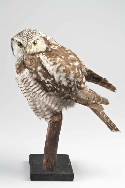 Náhledový obrázek Sovice krahujová (Surnia ulula ulula Linnaeus, 1758), třída Aves - ptáci,  řád Strigiformes - sovy,  čeleď Strigidae - puštíkovití, jedinec neurčeného pohlaví - 1