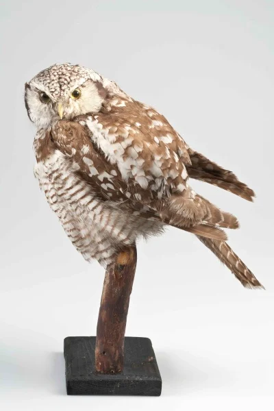 Náhledový obrázek předmětu Sovice krahujová (Surnia ulula ulula Linnaeus, 1758), třída Aves - ptáci,  řád Strigiformes - sovy,  čeleď Strigidae - puštíkovití, jedinec neurčeného pohlaví