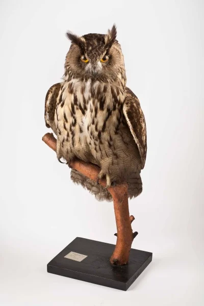 Náhledový obrázek předmětu Výr velký (Bubo bubo Linnaeus, 1758), třída Aves - ptáci,  řád Strigiformes - sovy,  čeleď Strigidae - puštíkovití, jedinec neurčeného pohlaví