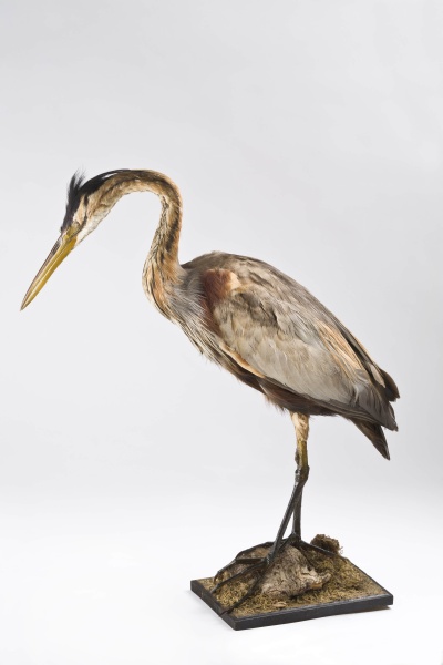 Náhledový obrázek Volavka červená (Ardea purpurea Linnaeus, 1766), třída Aves - ptáci,  řád Pelecaniformes - veslonozí,  čeleď Ardeidae - volavkovití, jedinec neurčeného pohlaví - 1