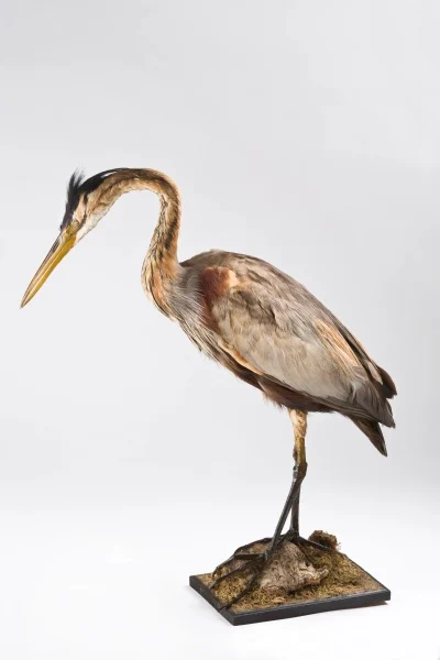 Náhledový obrázek předmětu Volavka červená (Ardea purpurea Linnaeus, 1766), třída Aves - ptáci,  řád Pelecaniformes - veslonozí,  čeleď Ardeidae - volavkovití, jedinec neurčeného pohlaví