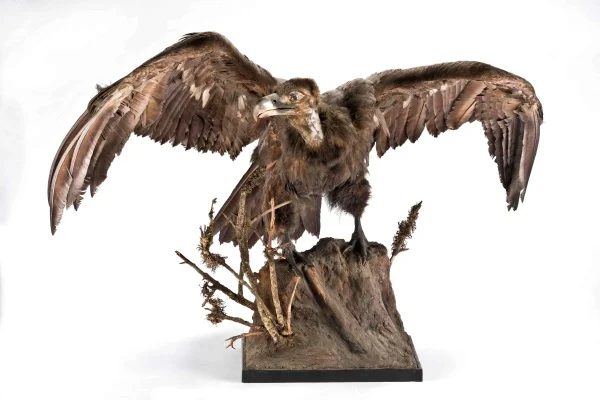 Náhledový obrázek předmětu Sup hnědý (Aegypius monachus Linnaeus, 1766), třída Aves - ptáci,  řád Accipitriformes - dravci,  čeleď Accipitridae - krahujcovití, jedinec neurčeného pohlaví