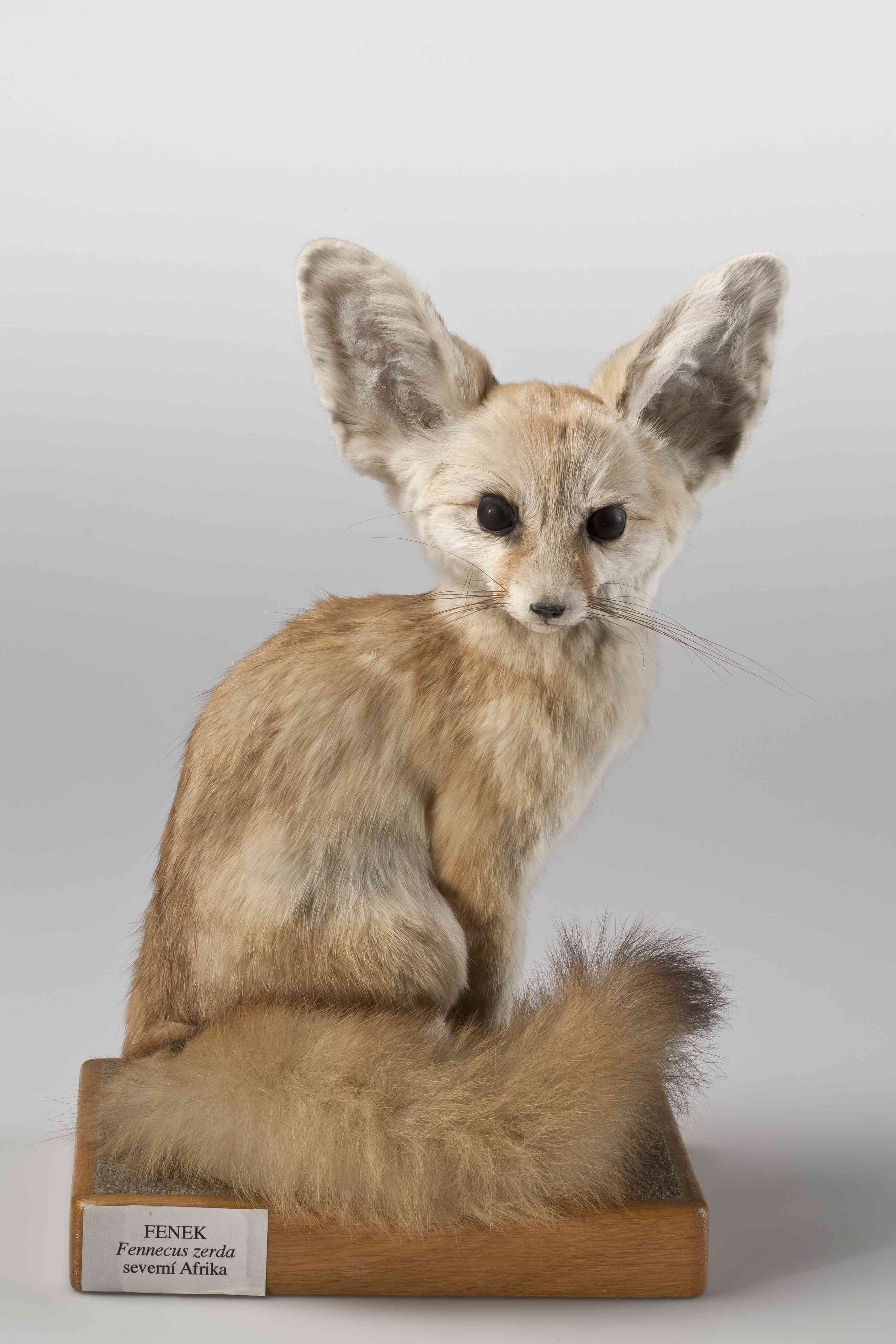 Náhledový obrázek Fenek berberský (Vulpes zedra Zimmermann, 1780), třída Mammalia - savci,  řád Carnivora - šelmy,  čeleď Canidae - psovití, juvenilní samice - 1