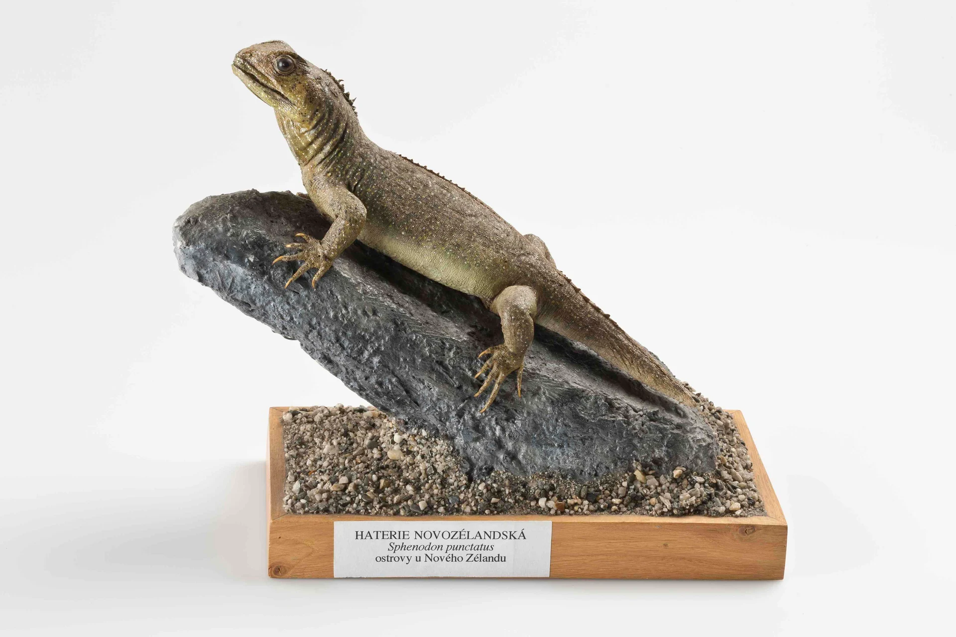 Náhledový obrázek předmětu Haterie novozélandská (Sphenodon punctatus Gray, 1842), třída Reptilia - plazi,  řád Rhynchocephalia - haterie,  čeleď Sphenodontidae - hateriovití, jedinec neurčeného pohlaví