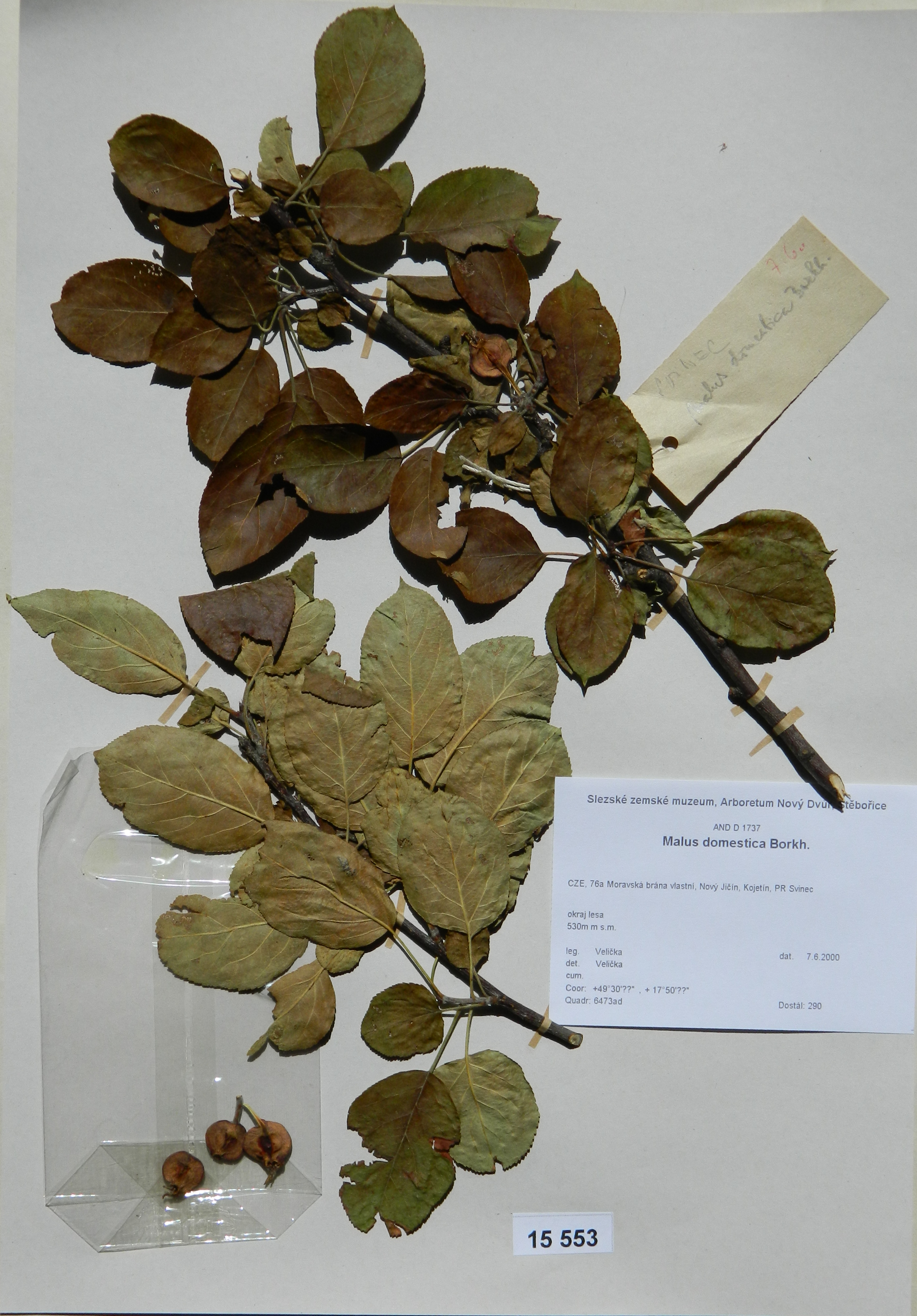 Náhledový obrázek Malus domestica Borkh - 1