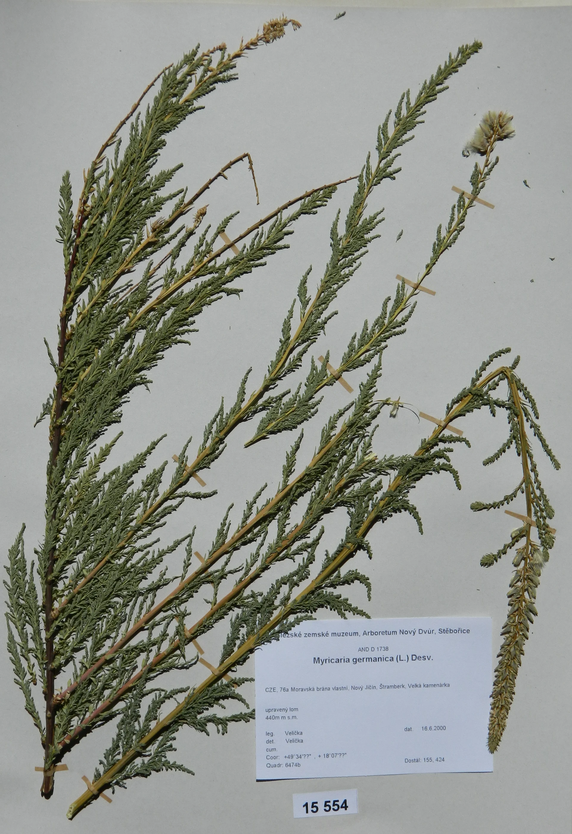 Náhledový obrázek předmětu Myricaria germanica (L.) Desv