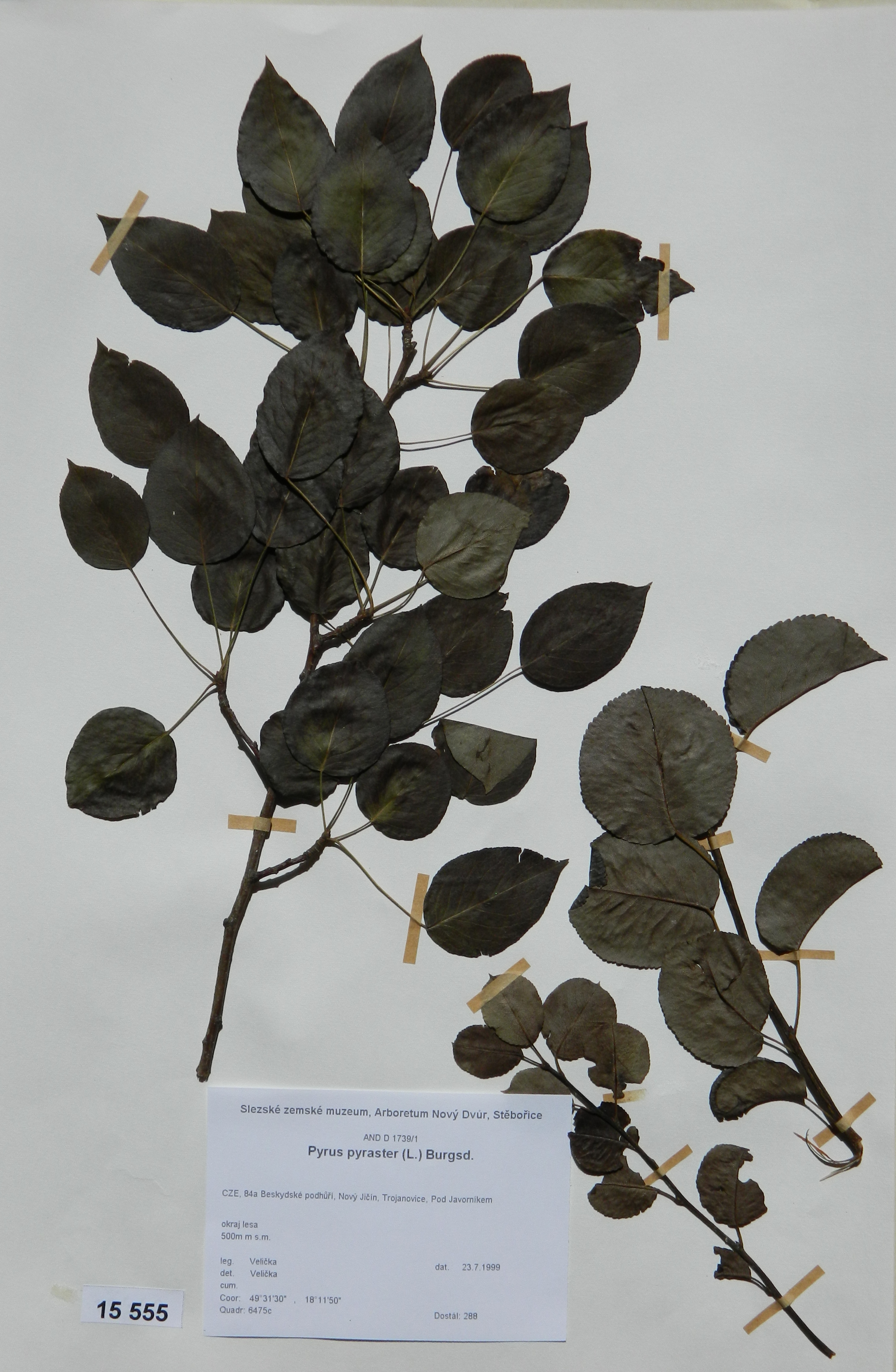 Náhledový obrázek Pyrus pyraster (L.) Burgsd - 1
