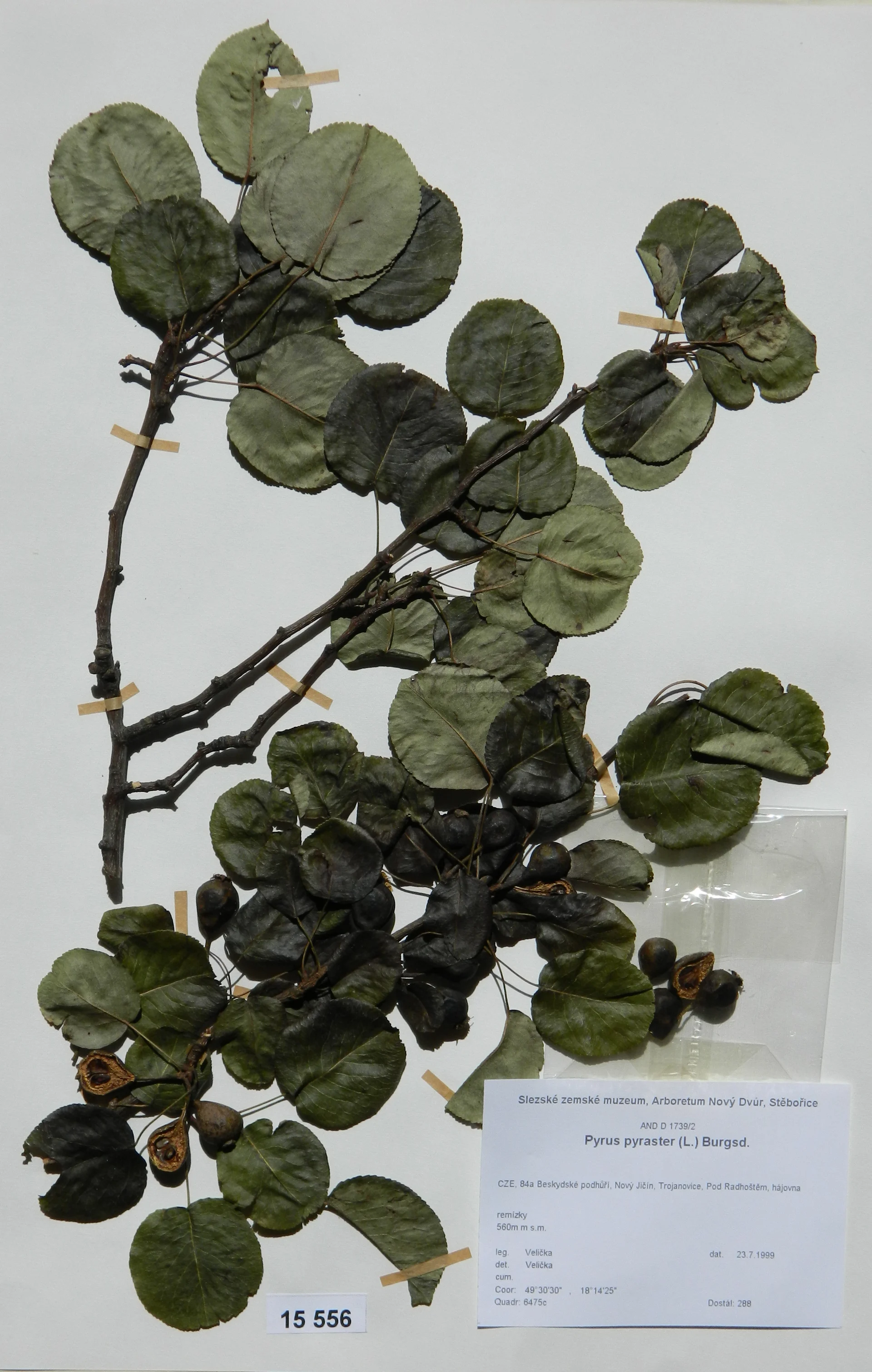 Náhledový obrázek předmětu Pyrus pyraster (L.) Burgsd