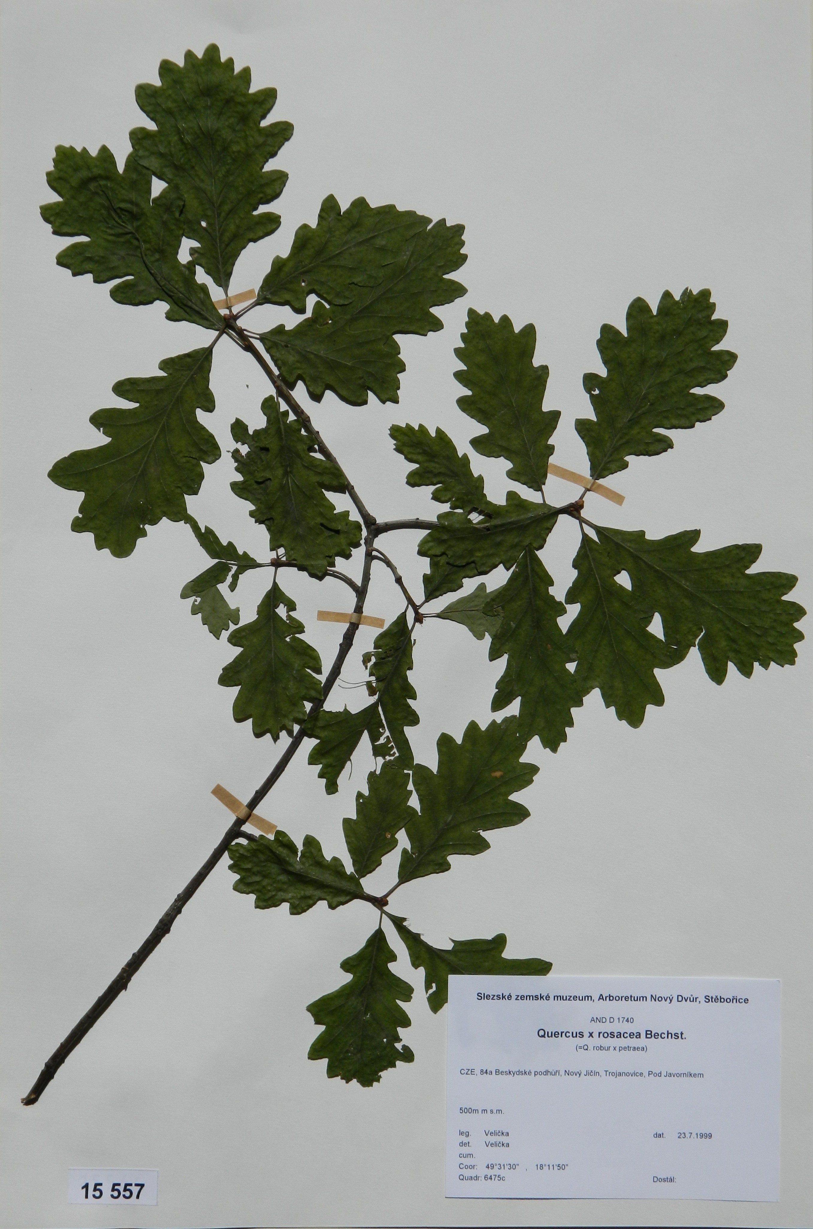 Náhledový obrázek Quercus x rosaceae Bechst - 1