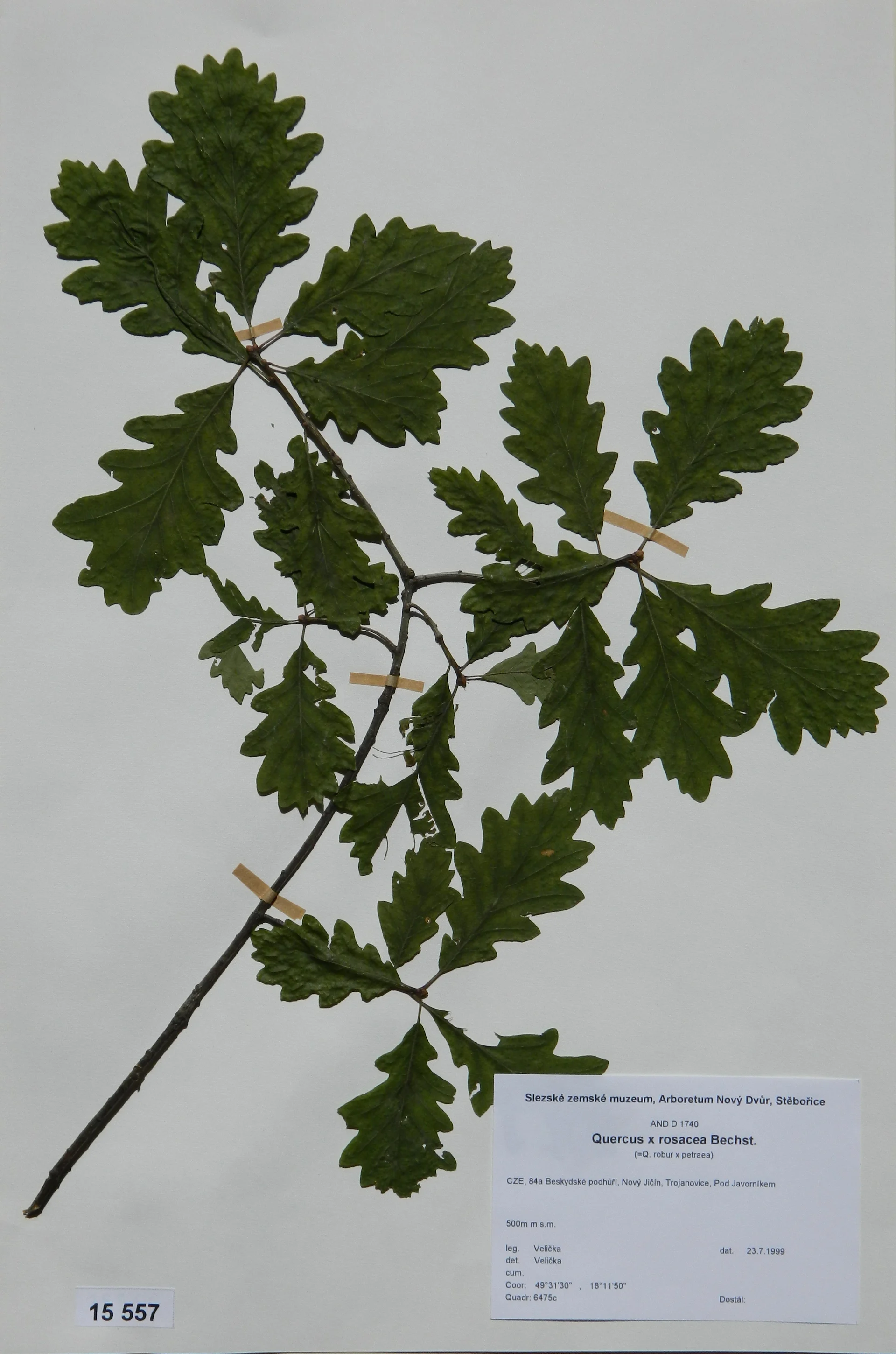 Náhledový obrázek předmětu Quercus x rosaceae Bechst
