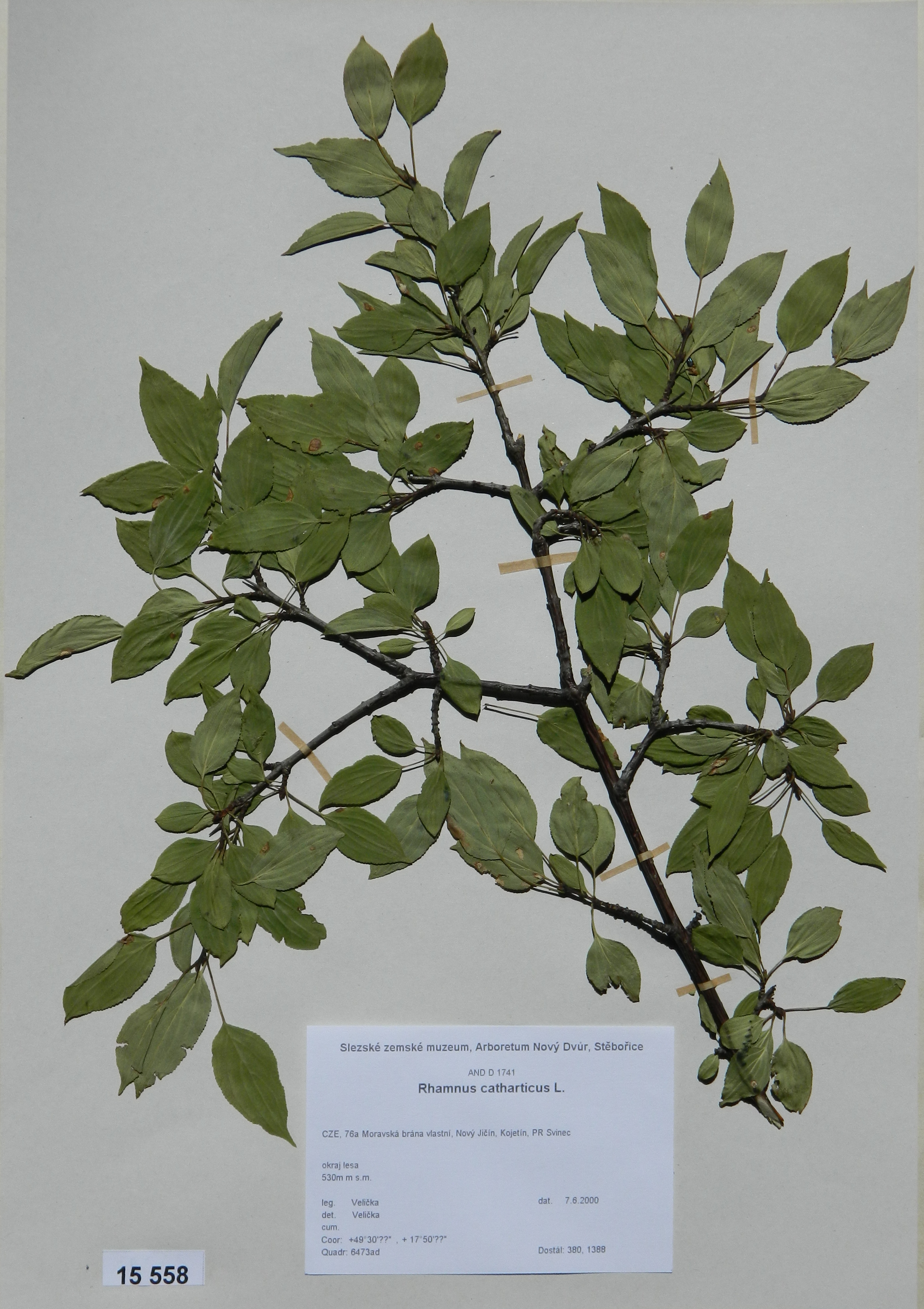 Náhledový obrázek Rhamnus catharticus L - 1