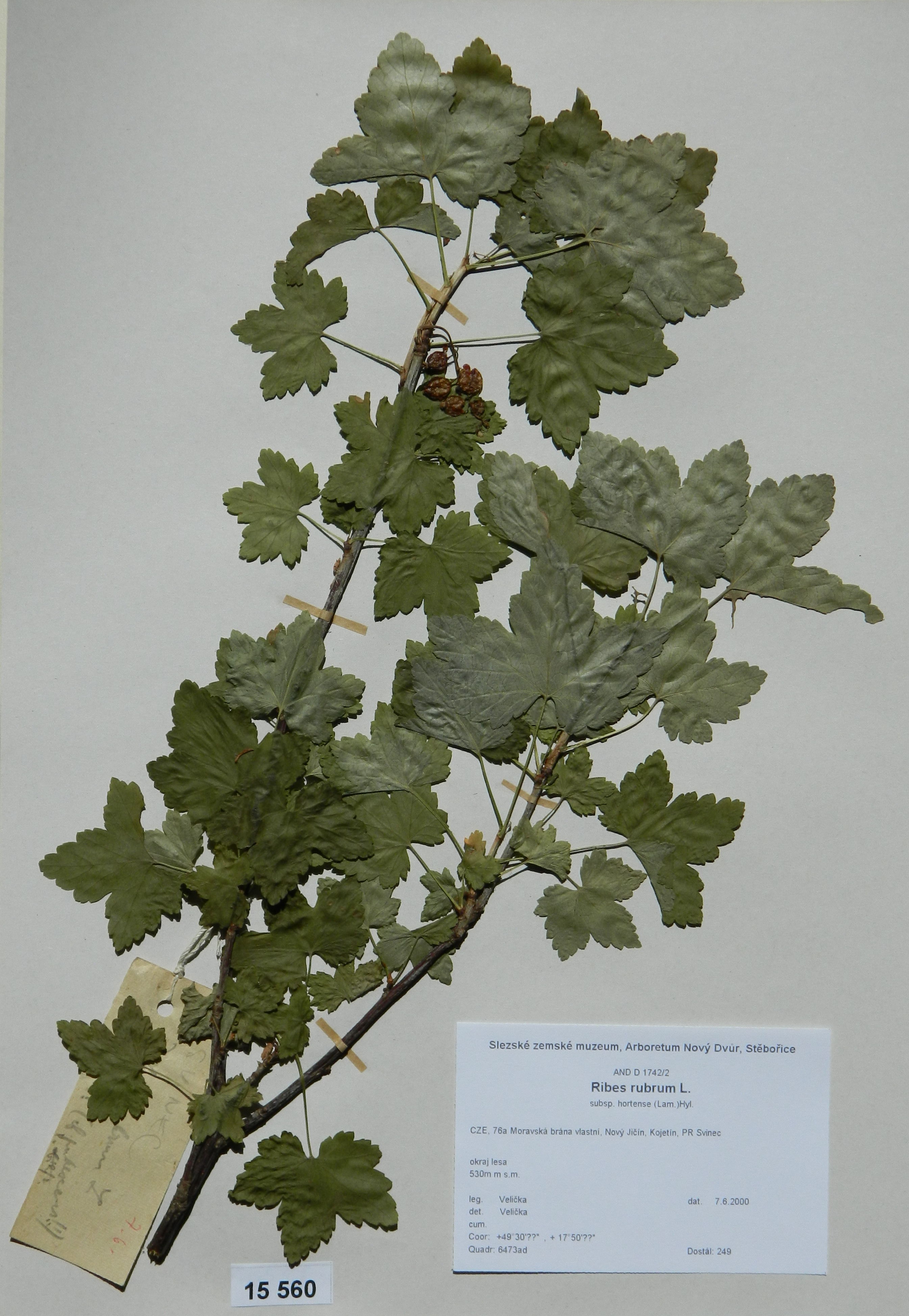 Náhledový obrázek Ribes rubrum L - 1