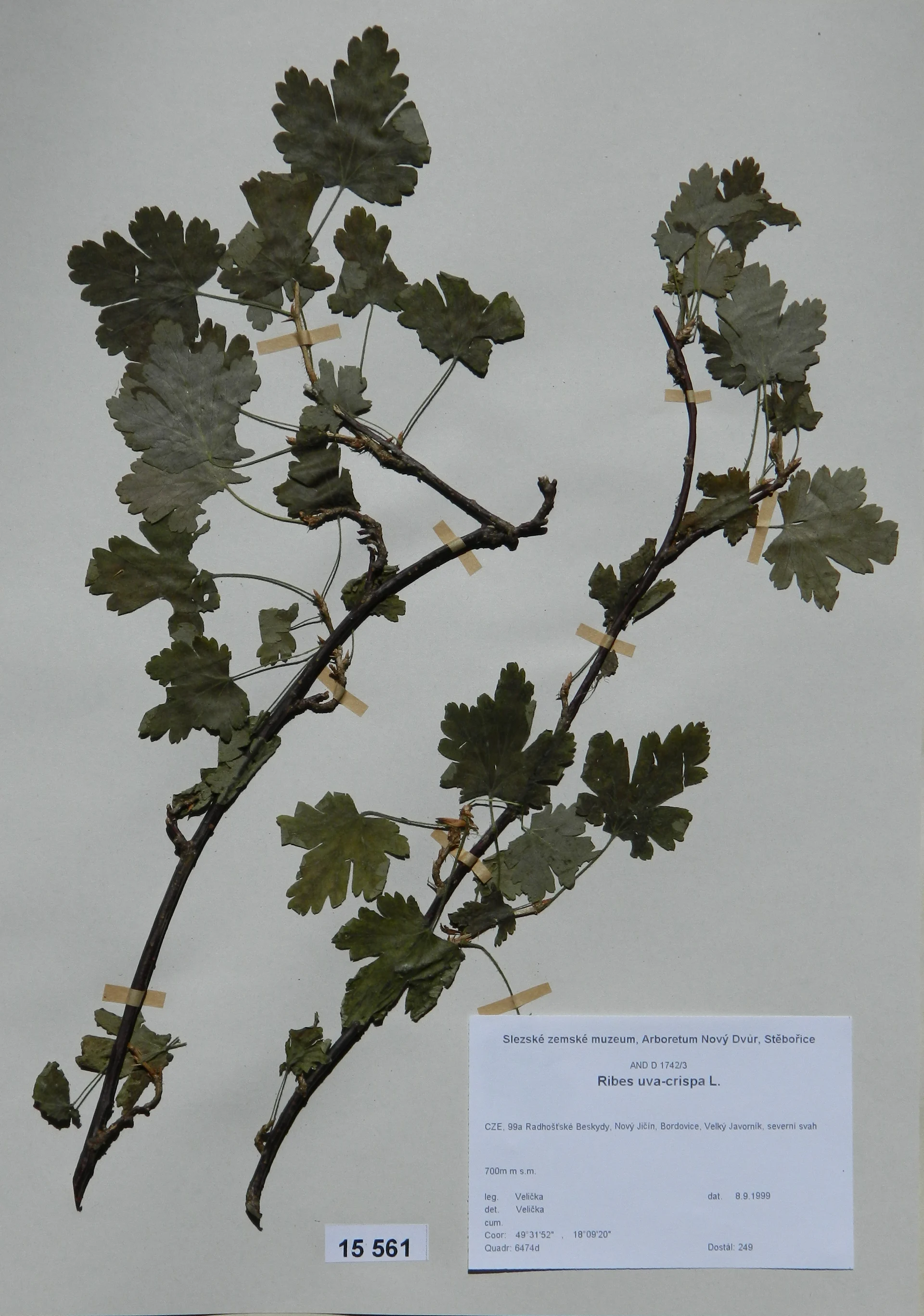 Náhledový obrázek předmětu Ribes uva-crispa L