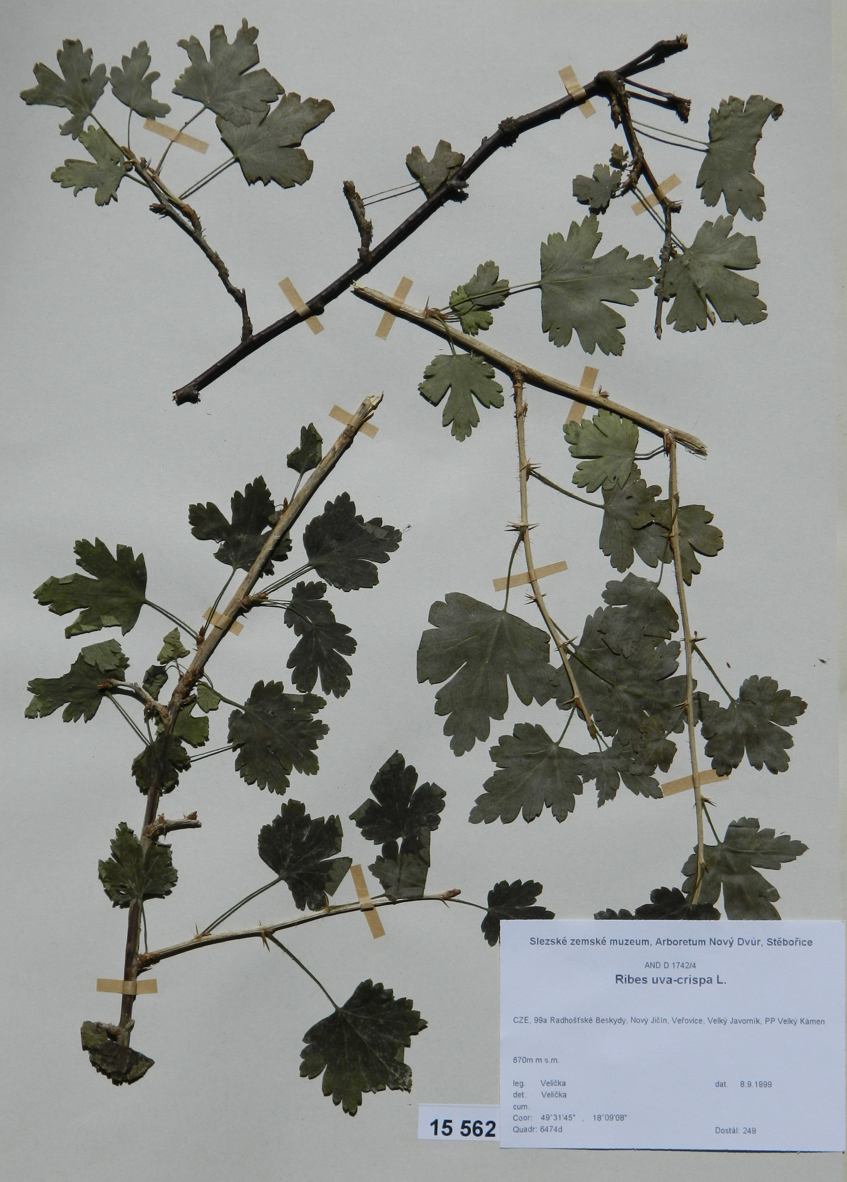 Náhledový obrázek Ribes uva-crispa L - 1
